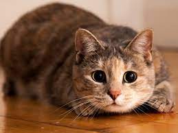 Gato1